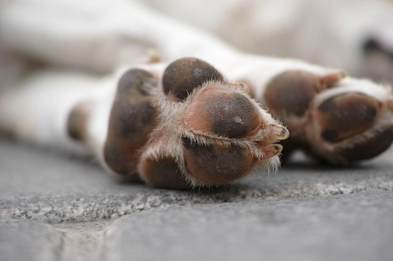 How to Clean Dog Paws before Coming Inside: Easy, Effective Tips