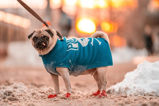 a dog wearing shoes