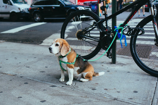 brown and white puppy tied to a leash