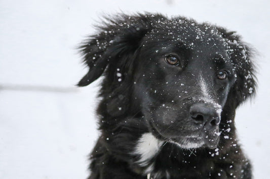 German Shepherd on Snow Covered Ground