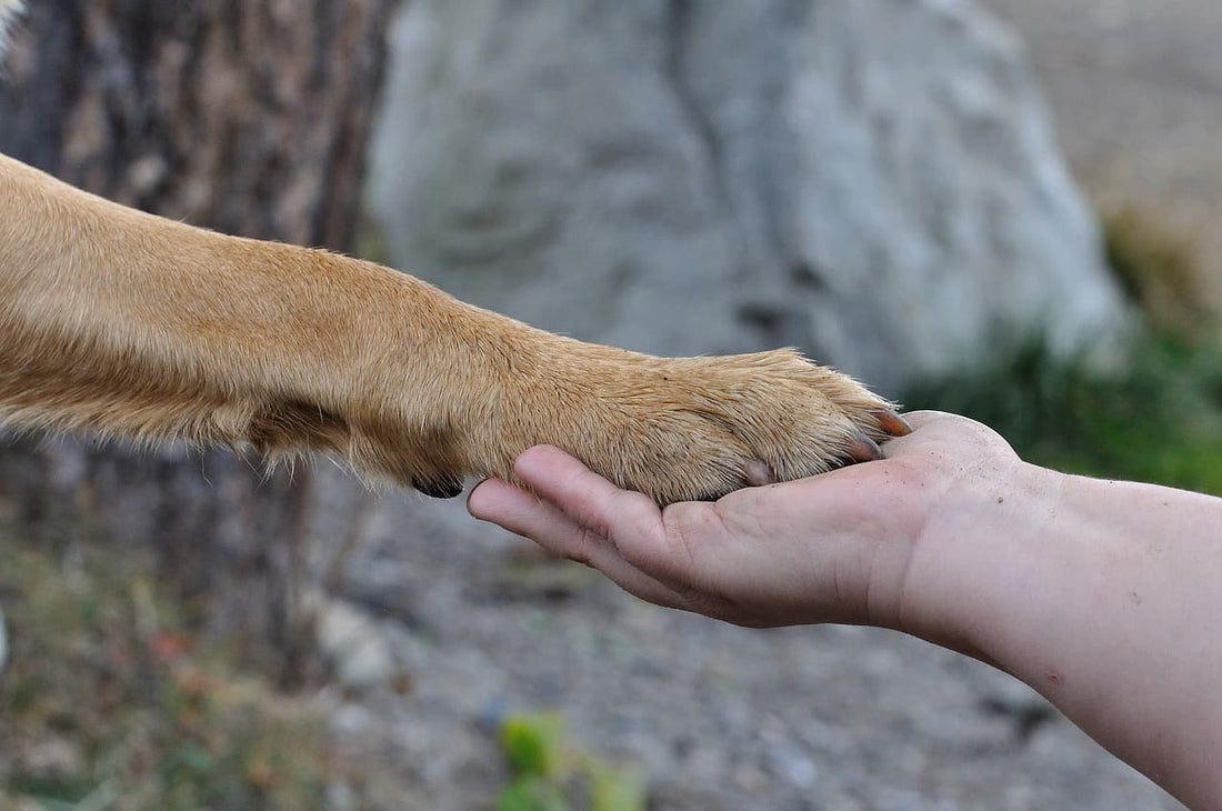 Dog Paw Injuries: Burns, Blisters, and Sores Info