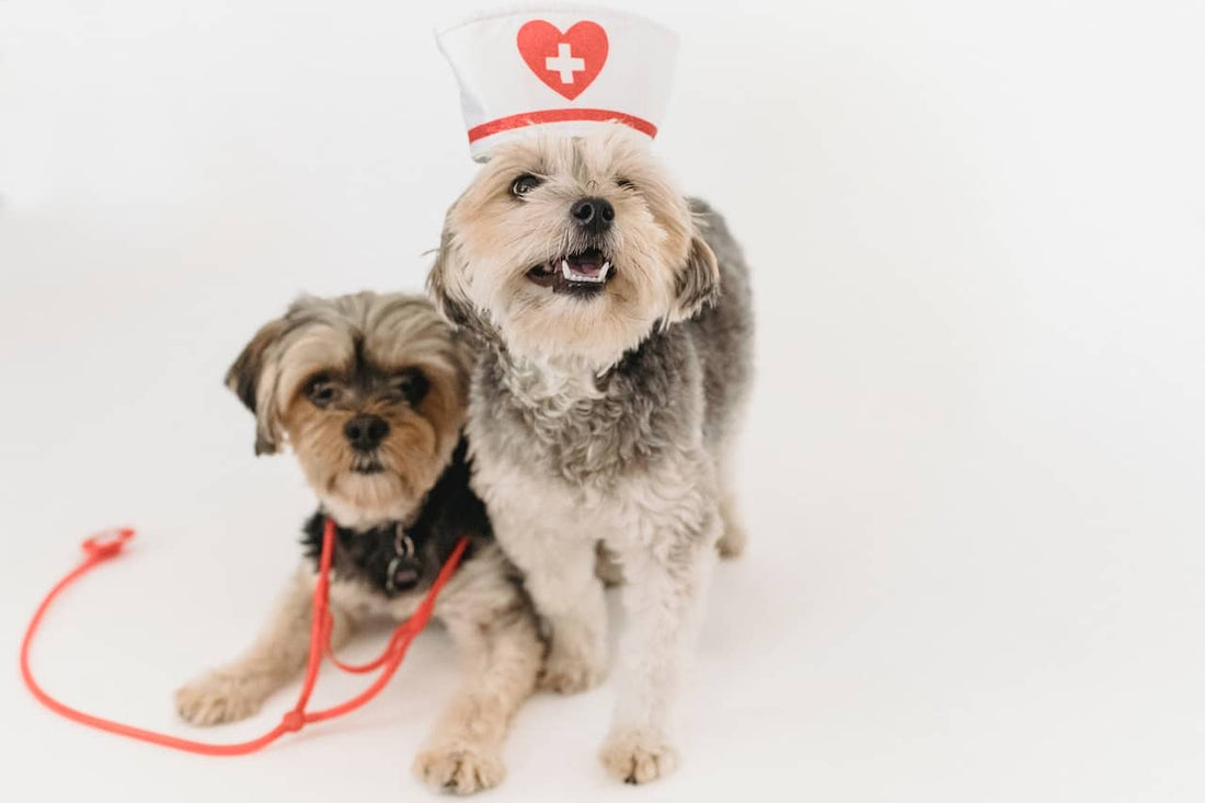 Dog Paw Pad Injury Flap First Aid