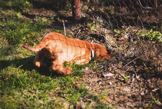 Dog digging under a fence 