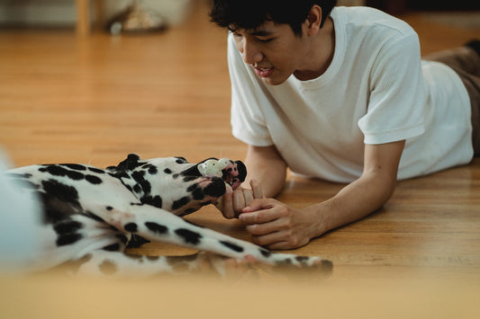 A dog holding a toy in its mouth