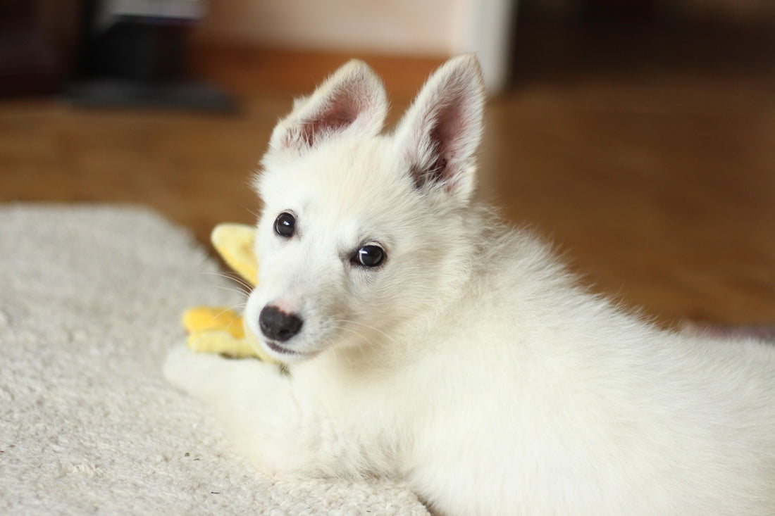 a small white rescue dog