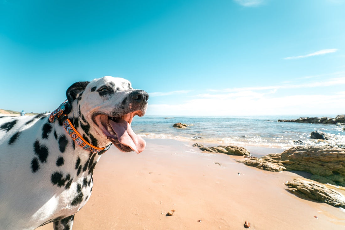 Black and white dog happily at the beach.