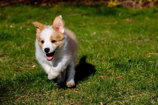 white and brown dog running on the playground 