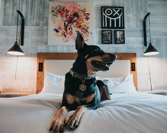close up of dog in bed in a hotel