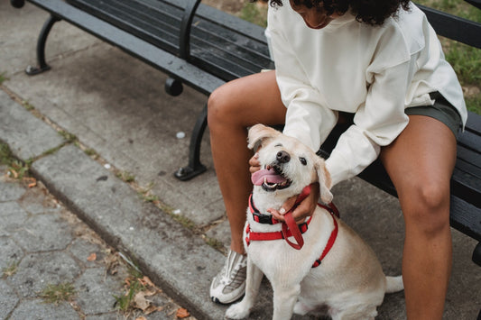 A tired dog sitting at the park with its owner