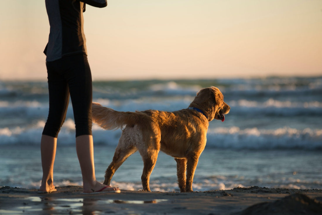 The Best Summer Dog Shoes Of 2022