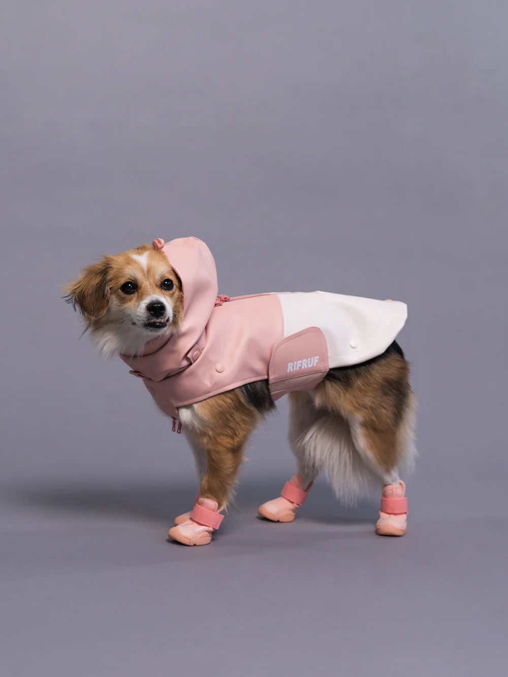  a dog in a  raincoat