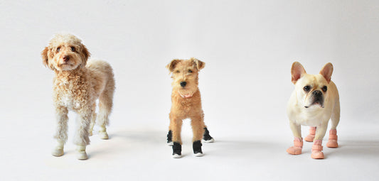3 dogs wearing RIFRUF dog sneakers 