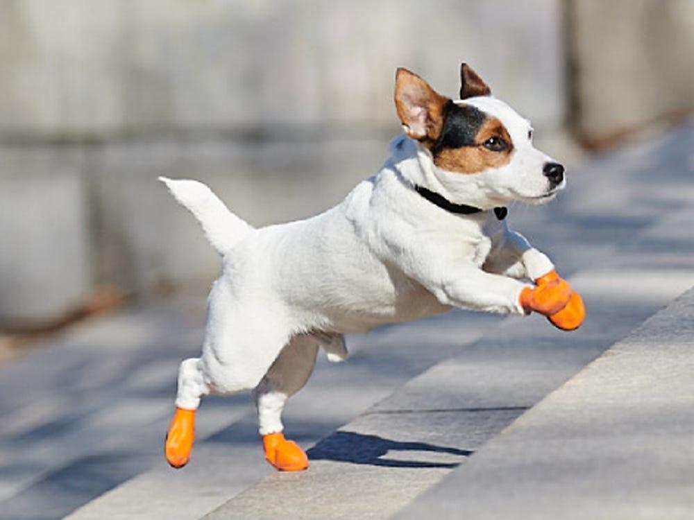Dog in boots running