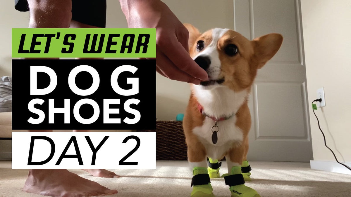 Dog shoe training