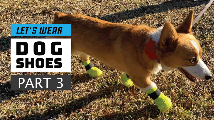 Dog shoe training day 3