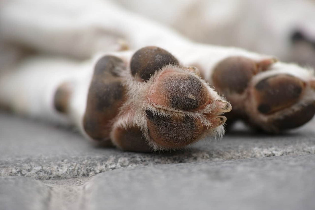 How to Clean Dog Paws Before Coming Inside