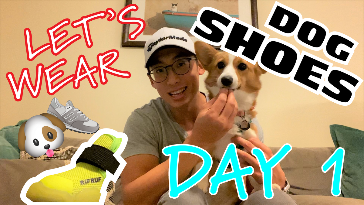 Dog shoe training day 1 