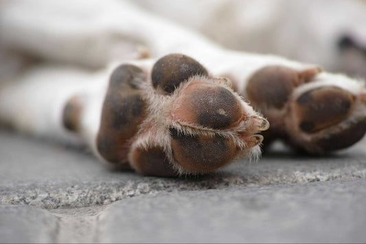 a close up photo of dog paws