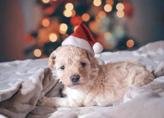 a dog wearing a Santa hat