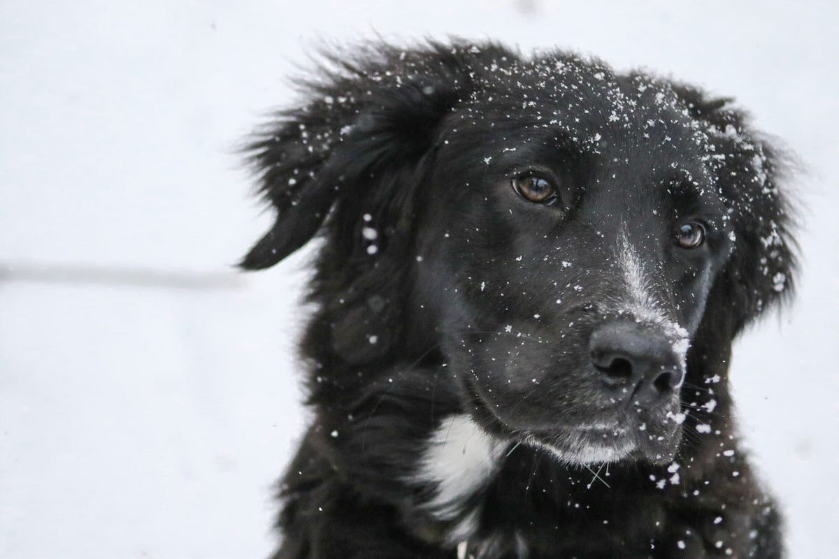 German Shepherd on Snow Covered Ground 