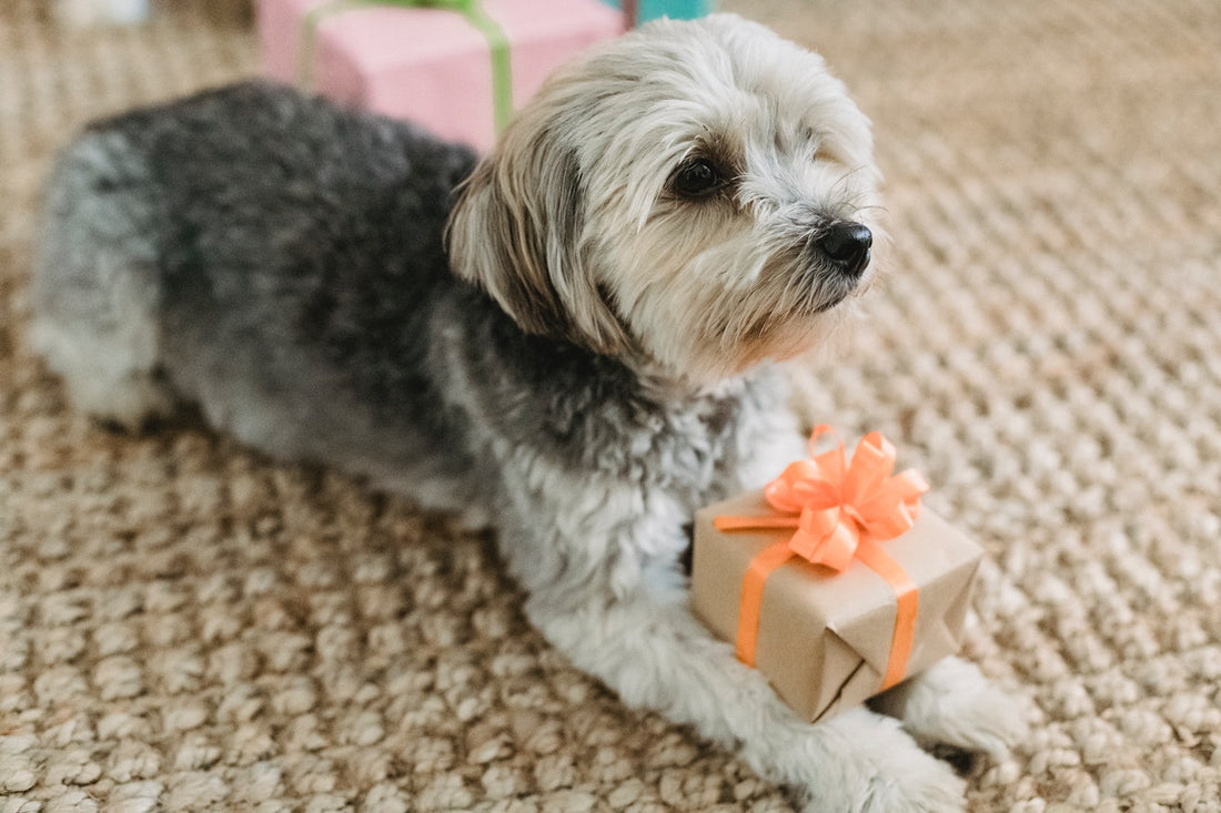 The Top 24 Luxury Dog Gifts You Need to Buy Now