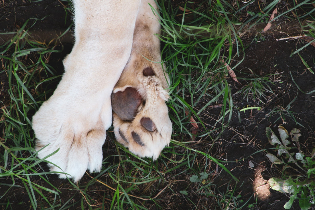 white and brown coated dog paws 
