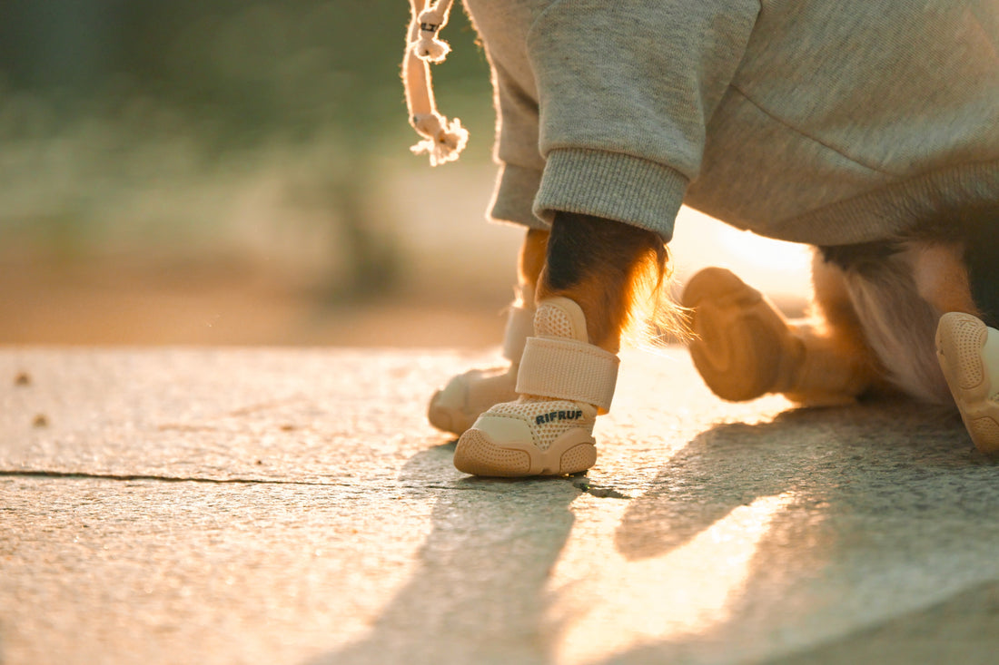 Dog wearing RIFRUF sneakers walking on pavement in golden hour sunlight