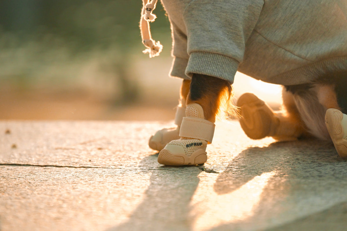Dog wearing RIFRUF sneakers walking on pavement in golden hour sunlight