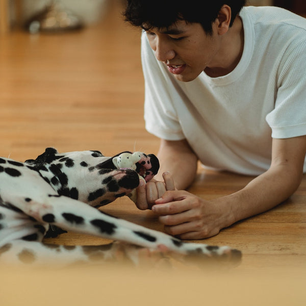 Why Do Dogs Greet You With A Toy In Their Mouth