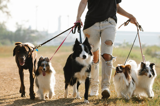 woman walking dogs using a red leash 