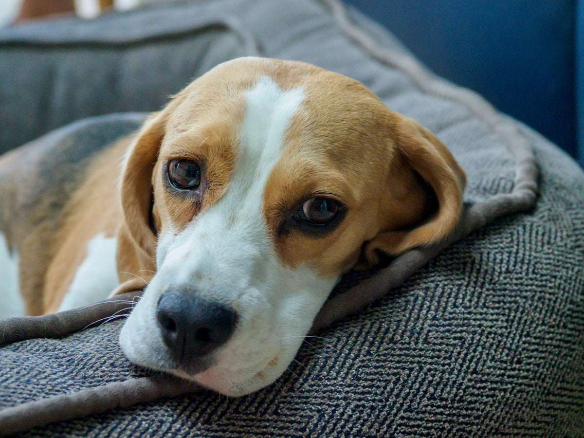 A close-up shot of a beagle