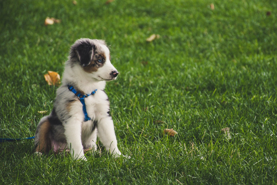 white and gray puppy walking on the grass 