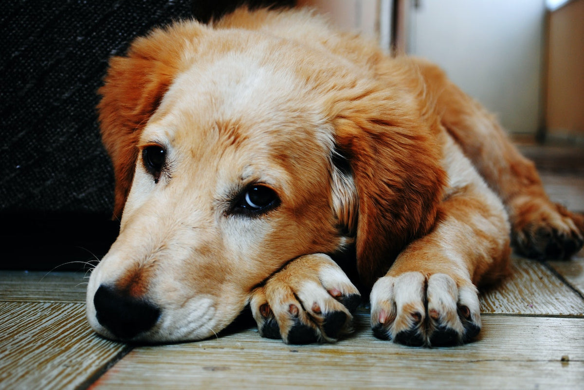 A Dog Having a Checkup on a Veterinary