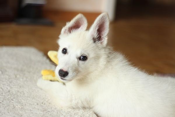 a small white rescue dog 