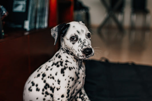 A side view photo of a Dalmatian puppy