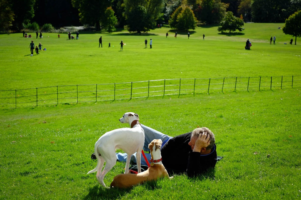 A dog owner laying down with two dogs in Central Park
