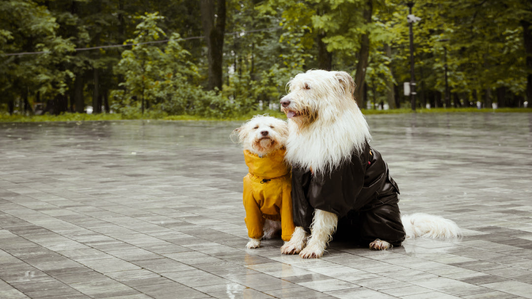 2 white dogs wearing raincoats in the rain