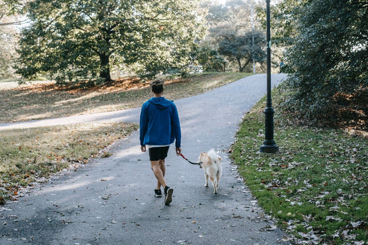 How Often Should You Walk Your Dog: A Guide for New Owners