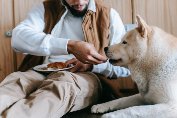 man feeding a dog 