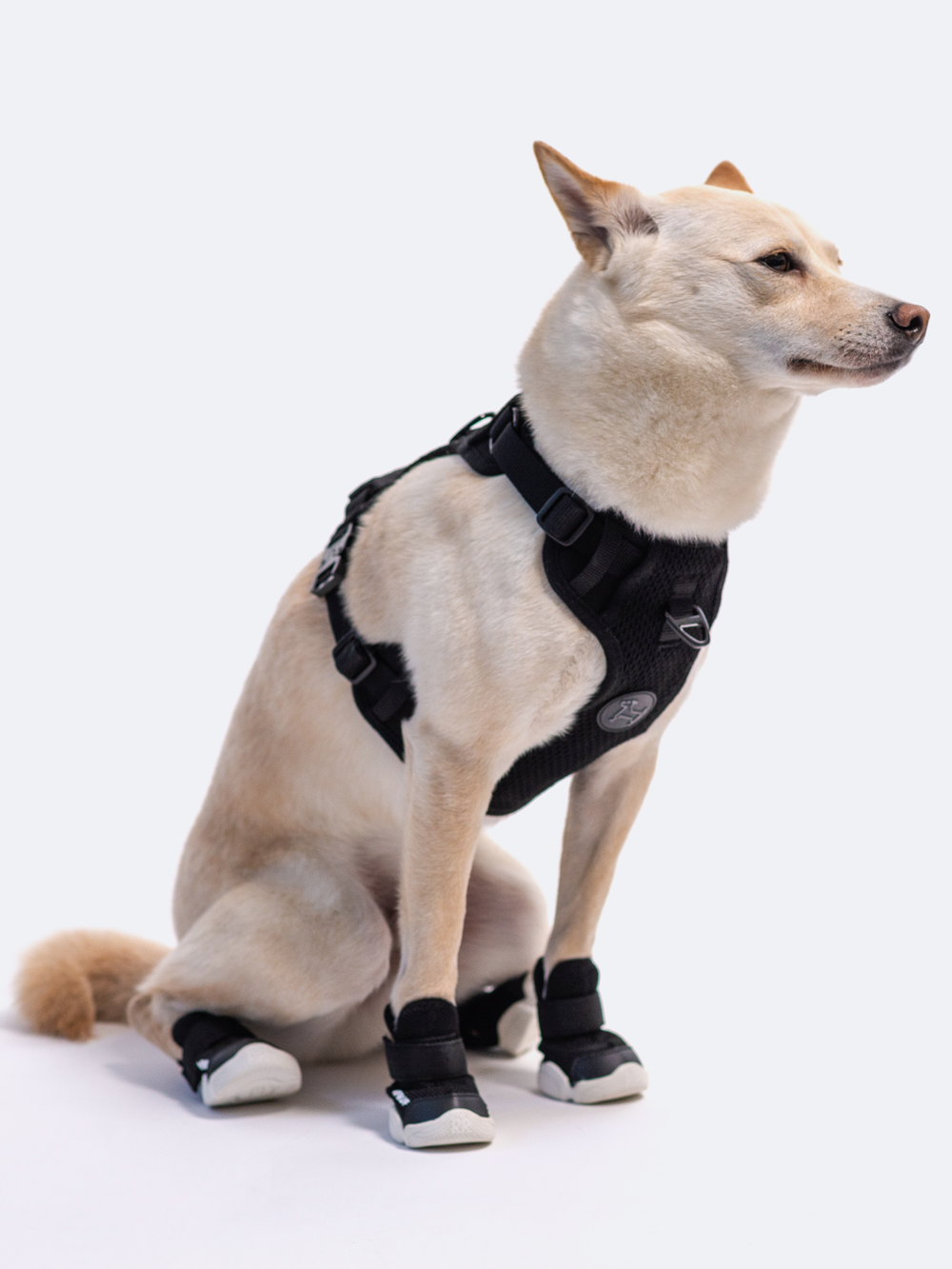 Dog wearing the black Commuter Harness and black Caesar 1 shoes