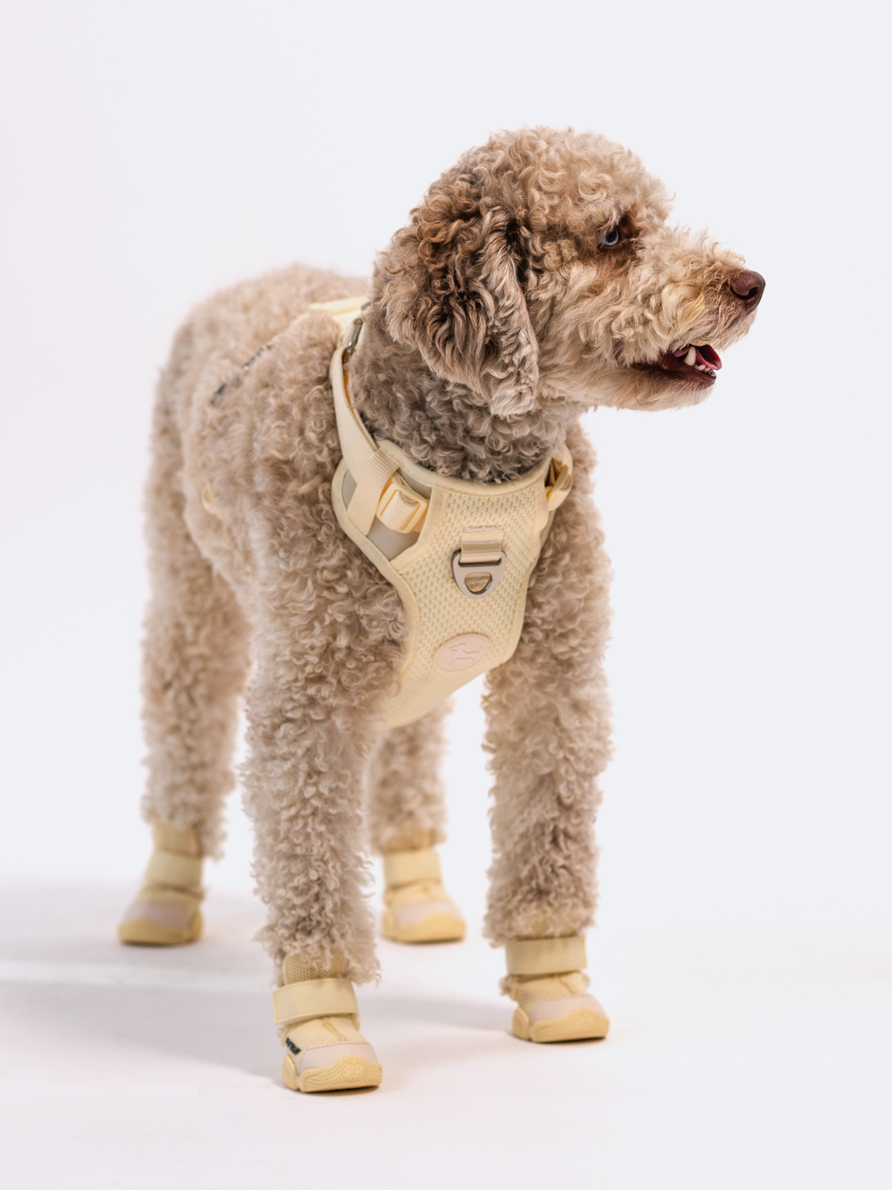 Dog wearing the Bone Commuter Harness and Bone Caesar 1 shoes
