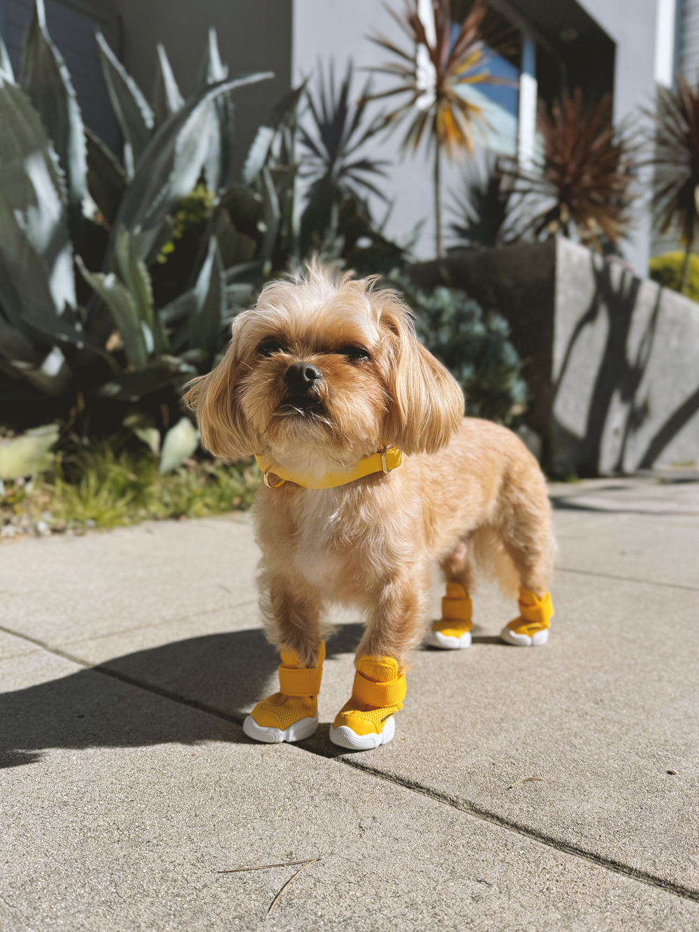 RIFRUF | Caesar 1 Dog Sneakers RIFRUF | Caesar 1 Dog Sneakers
