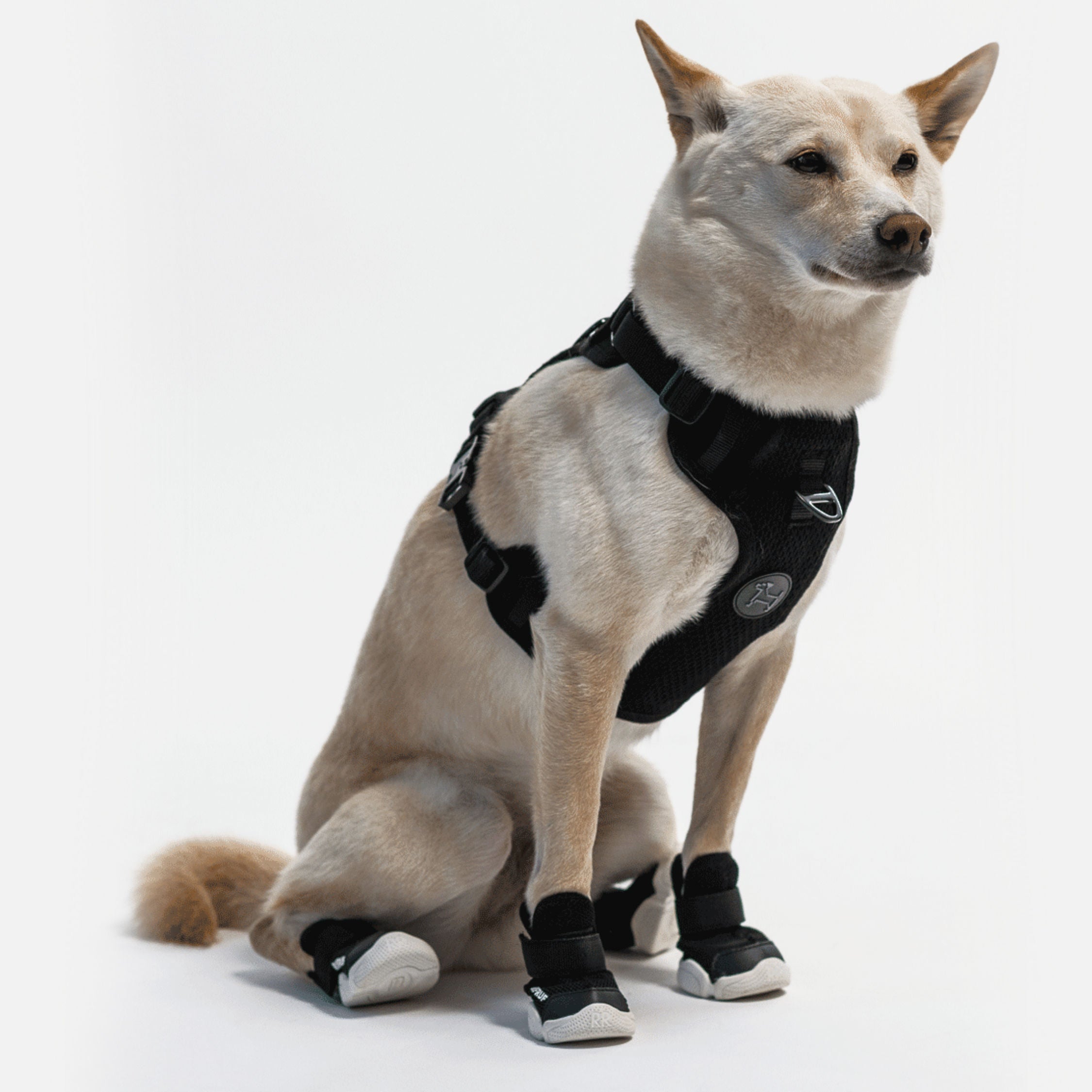 RIFRUF | Caesar 1 Dog Sneakers