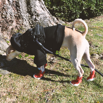 Ember