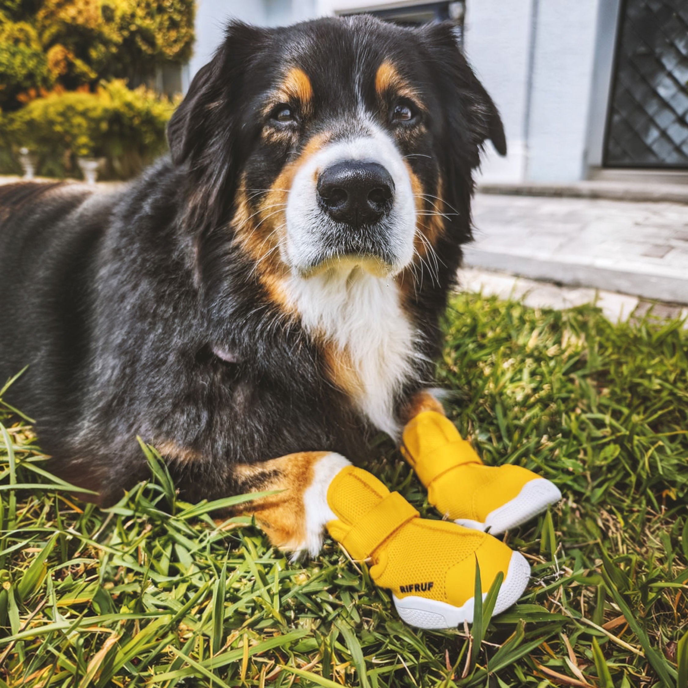 RIFRUF | Caesar 1S Dog Sneakers