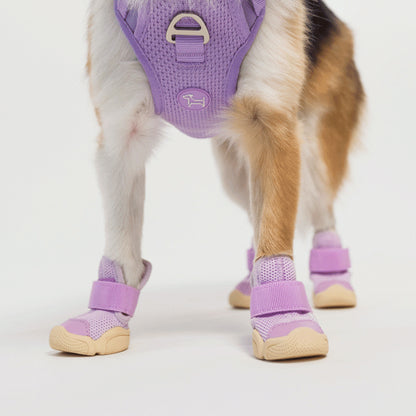 Taro