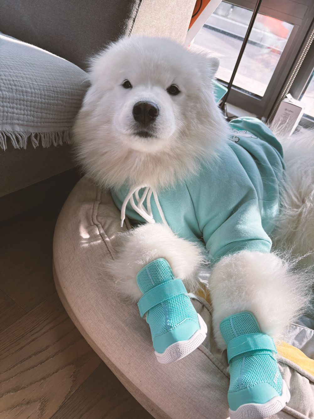 RIFRUF SNEAKERS CAESAR 1 サイズ0 RIFRUF | Caesar 1 Dog Sneakers