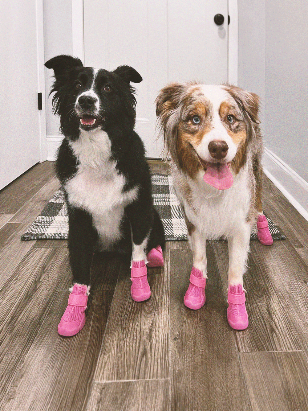 RIFRUF | Caesar 1 Dog Sneakers RIFRUF | Caesar 1 Dog Sneakers
