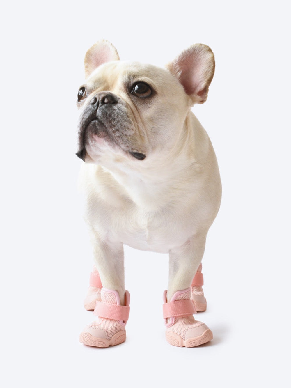 French Bulldog Wearing Blush RIFRUF Caesar 1 In Studio