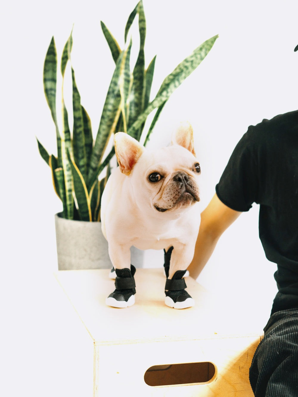 RIFRUF Caesar 1 Black with French Bull Dog In Studio